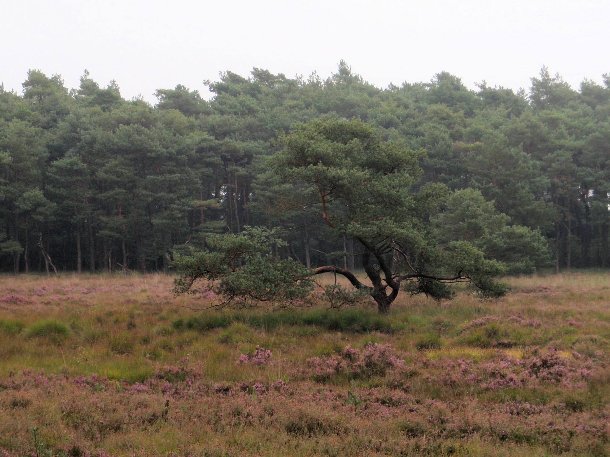 Esmeer bij Veenhuizen bos