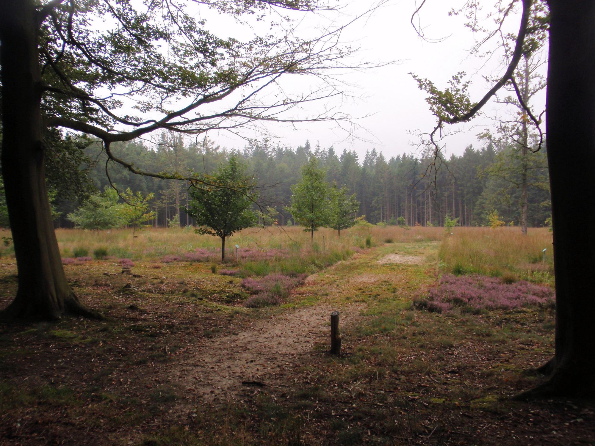Esmeer bij Veenhuizen vos